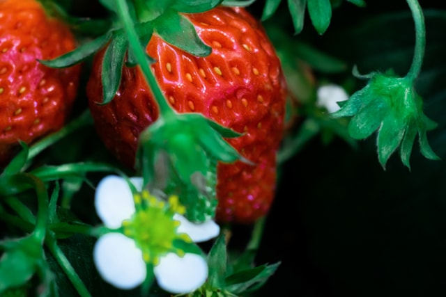Horticulture LEDs: Photoperiod and Strawberry