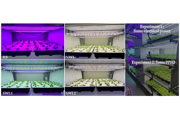  White (W) light-emitting diode (LED) light has been used as an efficient light source for commercial plant cultivation in vertical farming. This study aimed to examine the effect of W LED light sourc