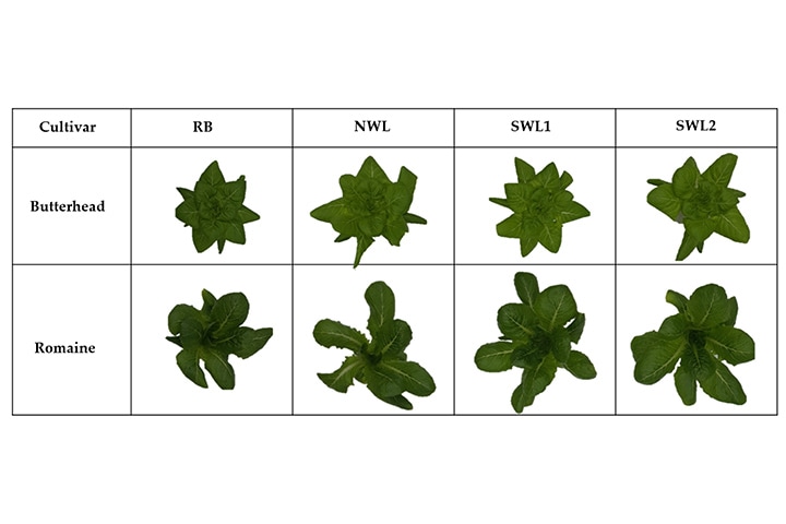  As a result, SWL1 and SWL2 treatments with the same electrical power or photosynthetic photon flux density (PPFD) resulted in more growth of both lettuce cultivars compared to RB treatment. Some phen