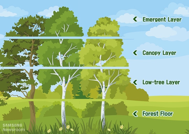  Rainforests are structured in four layers: emergent, canopy, understory, and forest floor. 